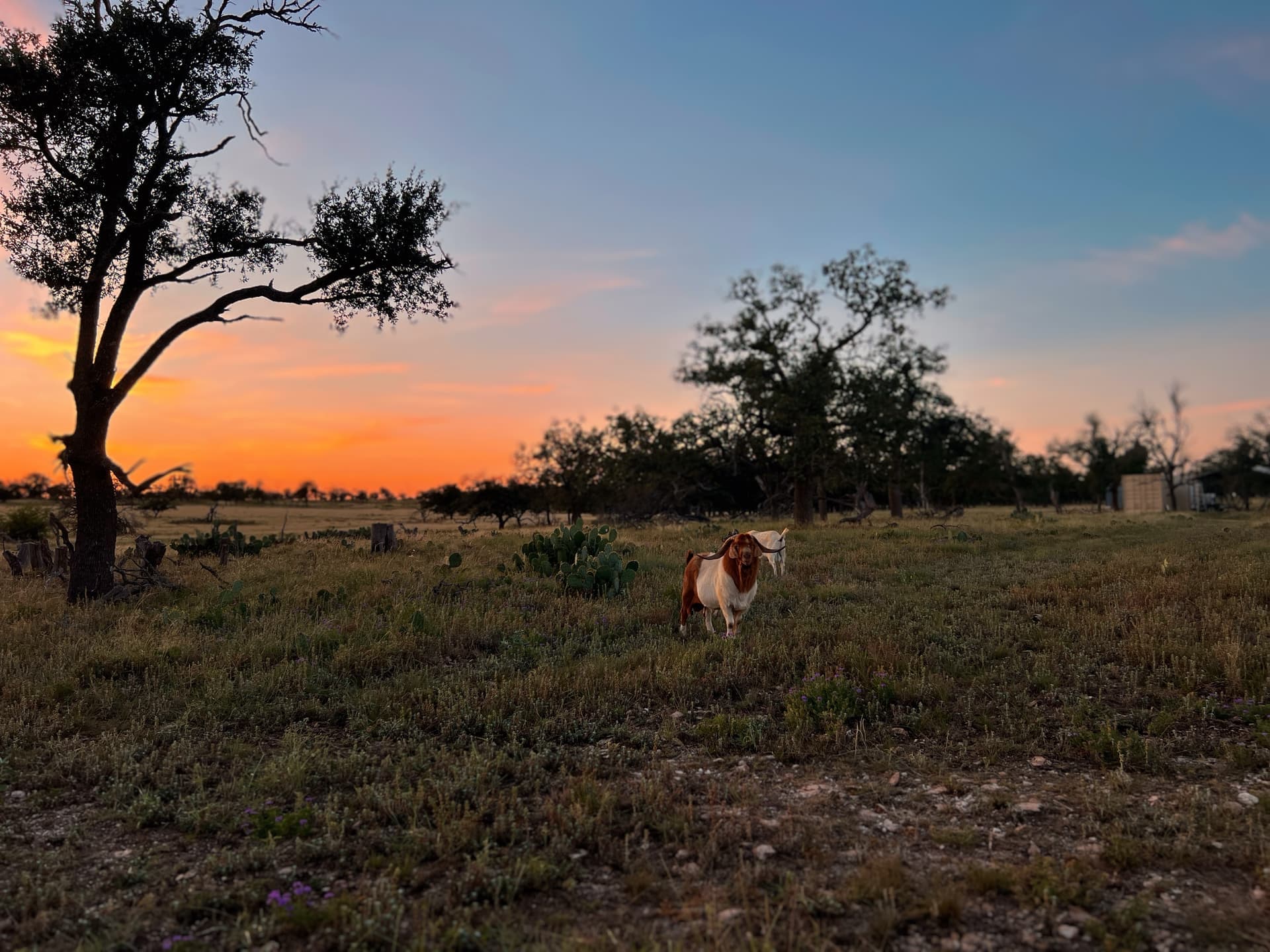 Boer goat at sunset